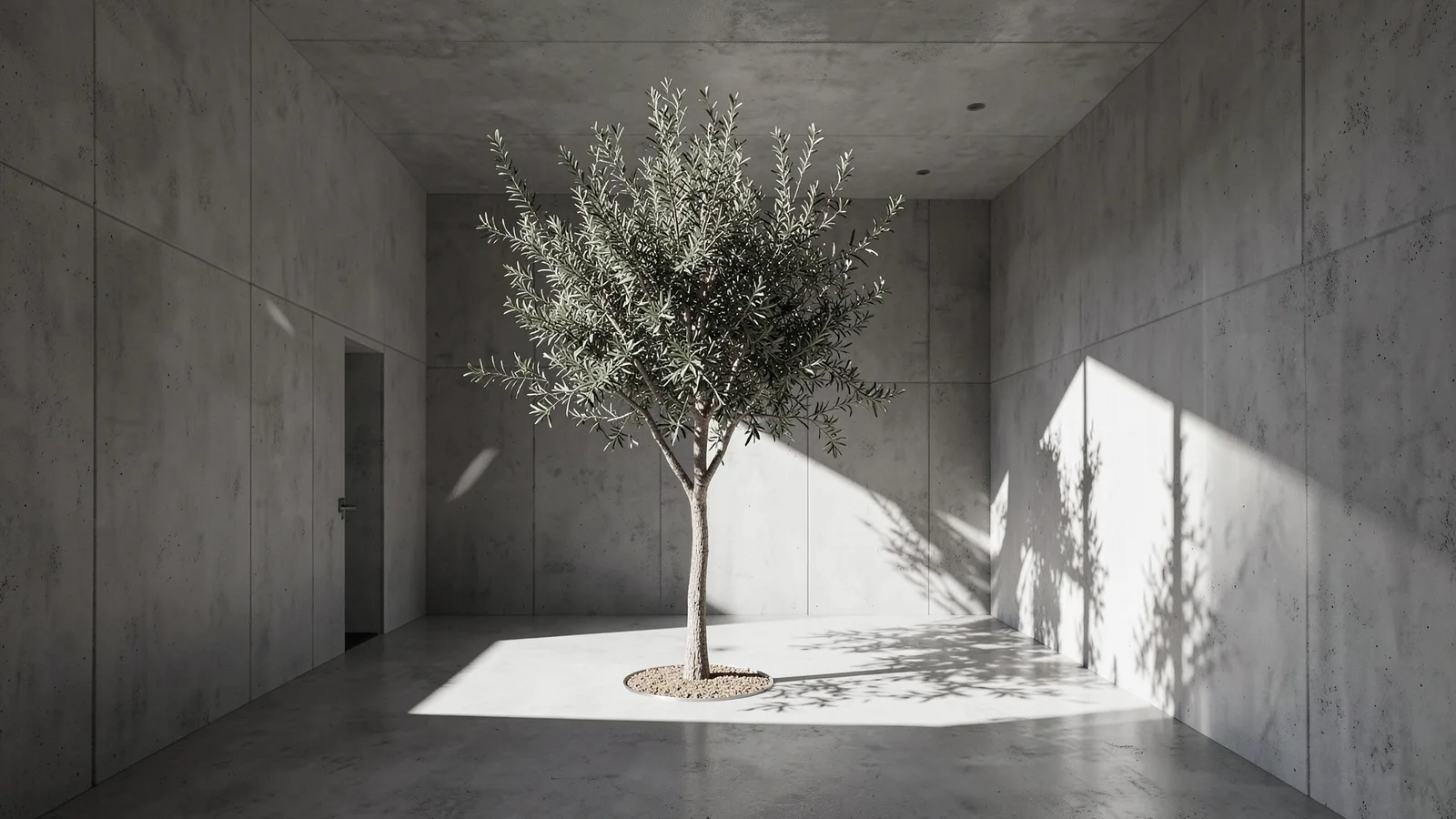 sunlit minimalist concrete interior, single olive tree, long shadows, architectural photography